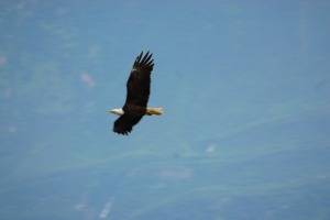 Another eagle soaring.